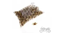 FUEL FILTER, MINI, PAPER FILTER ELEMENT 100 PCS PACK